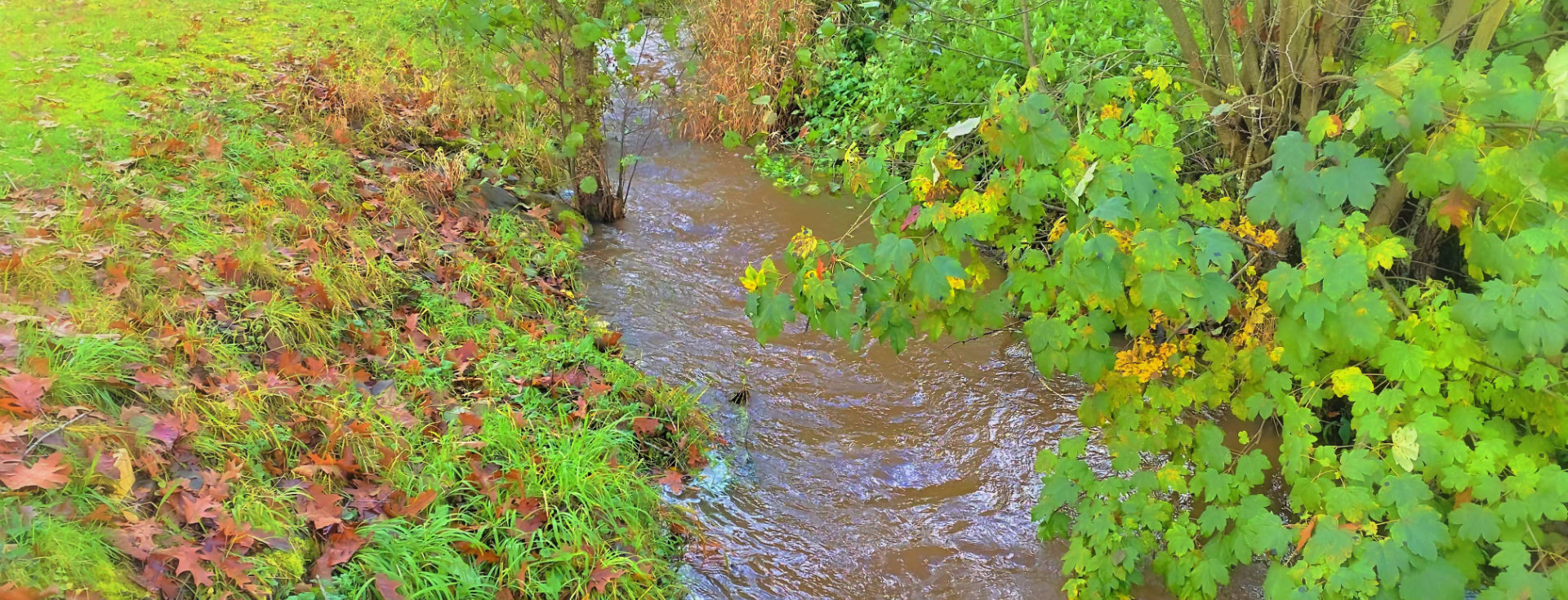 Bäche in der Vulkaneifel beobachten und bewerten